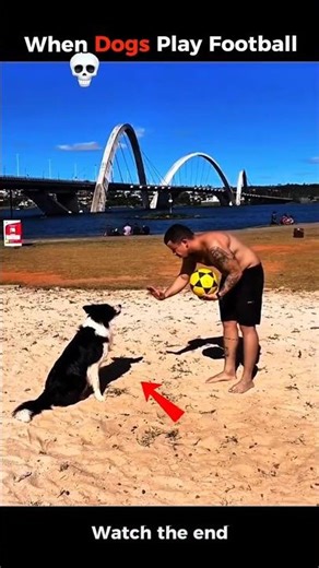 When Dogs Play Football #trolledit #dog #trollface #footballovers #dogvideos