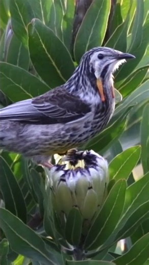 Yellow Wattlebird. #birds #naturalflow #nature #wildlife #shorts