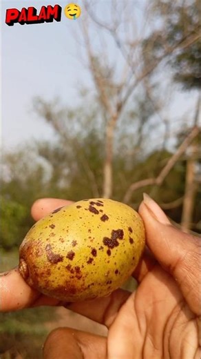 This is the Amra fruit, it is a bit like an egg, but it is not an egg, 🤤