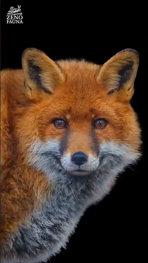 Red Fox (vulpes vulpes)
