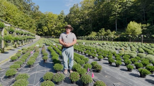 2.8K views · 53 reactions |  In this week's video, Kim highlights our beautiful asters. These hardy perennials typically show color before mums, and they feature shades of blue, pink, and purple. You'll want some of these for your fall decor. | Kim's Greenhouse | Facebook