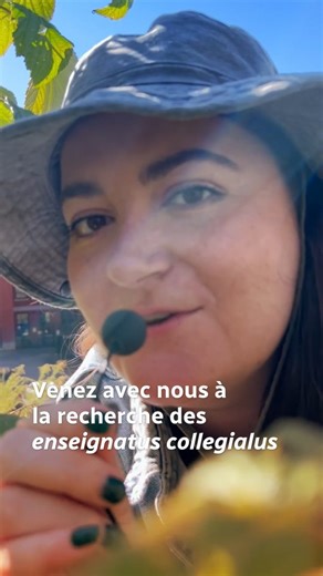 Découvrez le monde fascinant des « enseignatus collegialus », alias nos membres du personnel enseignant, dans cette capsule réalisée à l’occasion de la Journée mondiale des enseignantes et enseignants. Grâce aux anecdotes de nos collègues et de nos personnes étudiantes, vous les connaîtrez autrement que dans un contexte de classe. Drôles, pétillants et passionnés… 💛 ils vous surprendront! | Cégep de Sherbrooke