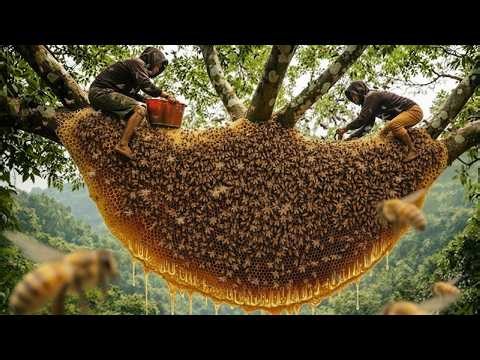 Attacked by Thousands of Bees – Wild Honey Harvest Gone Wrong