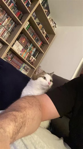 Chatte ronronne comme un vélociraptor : mignon !