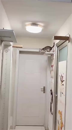 Funniest cat moment ever | Try not to laugh | Cat funny video for kids | Cat funny video compilation #fyp #foryoupage #funnyvideos #trendingcats #cutecats