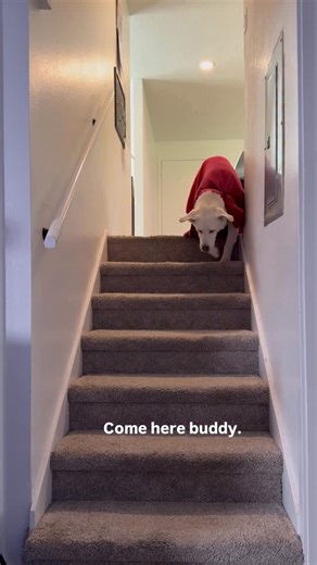 Cinema Therapy on Instagram: "Gandalf didn’t make a very good Crypto 😅 Watch SUPERMAN vs. Toxic Masculinity on YouTube now! #cinematherapy #internetdads #watchmovies #cinema #therapy #therapistreacts #therapistsofinstagram #moviereview #cryingwithalan #superman #superman2025 #toxicmasculinity #masculinity #healthymasculinity #jamesgunn #davidcorenswet #rachelbrosnahan #nicholashoult #crypto"