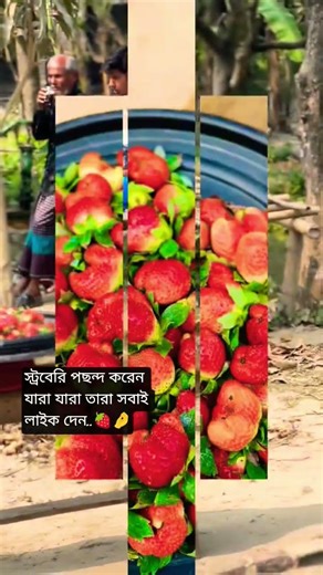 strawberry 🍓 #viral #shortvideo #shortsfeed #strawberry #viral #fruit #shortsviral #dhaka #foryou