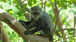 Syke's monkey (Cercopithecus mitis ssp. albogularis) in Jozani Forest on island of Zanzibar, Tanzania, Africa. Close up of feeding on leaves and fruits.