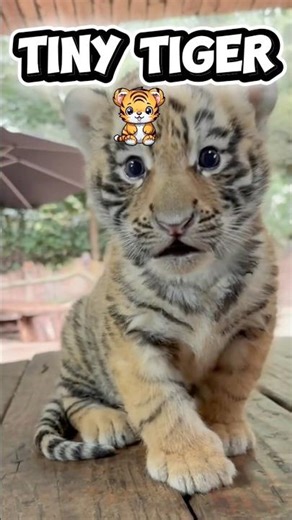 Cutest Baby Tiger Ever! Warning: Heart Melting 😭💗🐯 #tinytiger #cutetiger ##cuteanimals