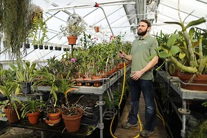 Longwood Gardens’ orchid grower Greg Griffis is usually out of the Orchid House well before the crowds arrive, but every so often he’ll still be tending to the flowers when a visitor wanders into the room for the first time. If they say “Wow!” — and they usually do — Griffis knows he’s done his job right. | Philadelphia Inquirer