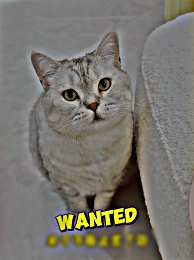 Amazing Cat Fur Used in Animal Rescue