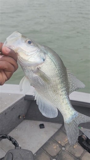 Skinny post spawn fish! | Fishing Ken