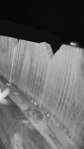 🪶 Wolf Spider Eyes Glowing at Night – Backyard Wildlife Cam @NatureStalker_