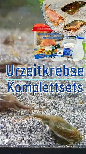 Urzeitkrebse – Triops live bei AQ4Aquaristik.de #aq4aquaristik #triops #urzeitkrebse