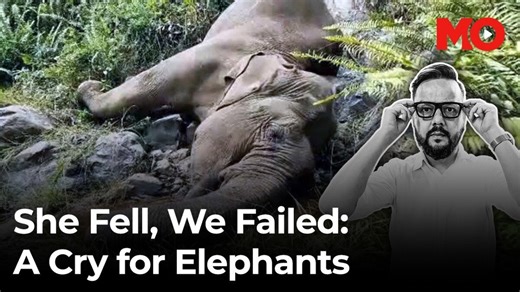 The tragic fall of a giant: Why India's elephants are disappearing