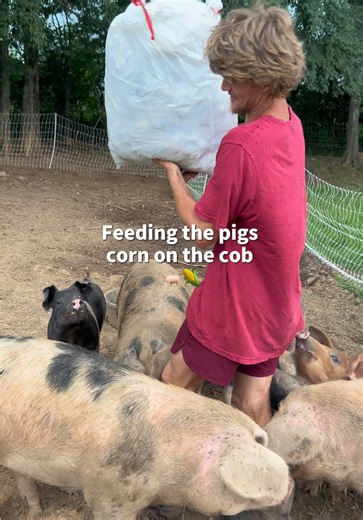 Corn and Eggs for Pigs: Feeding Scrap Food on the Farm