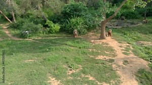 Behind the scenes shooting of the bear documentary. Another drone shoot with aerial drone. Wild bears mating in natural habitat among the trees in the forest. DJI Inspire copulation coitus sex make 4K