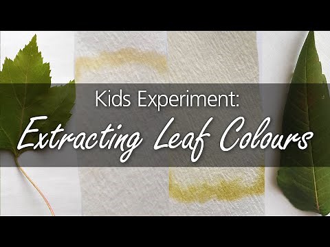 Activity: Extracting Pigments from Leaves
