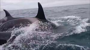 106K views · 1.1K reactions | Orca whales chase a Trinity Eco-Tours boat, in this video. www.cbc.ca/nl | CBC Newfoundland and Labrador | Facebook