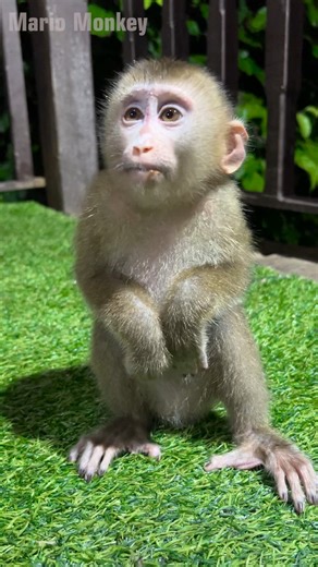 1.7K views · 25 reactions | Marry why are u upside? | Cute Monkey | Facebook