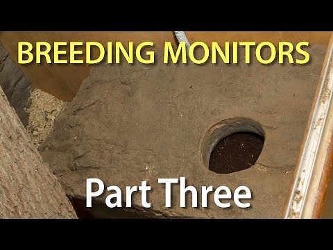 Breeding monitor lizards in captivity: Part Three - breeding specific husbandry