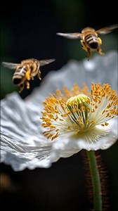 Beautiful bees buzzing through beautiful blooms 🐝🌸 | I Love Bees