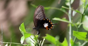 Beautiful American Swallowtail butterfly pollinating a fragrant flower. Slow motion 4k 100fps footage.