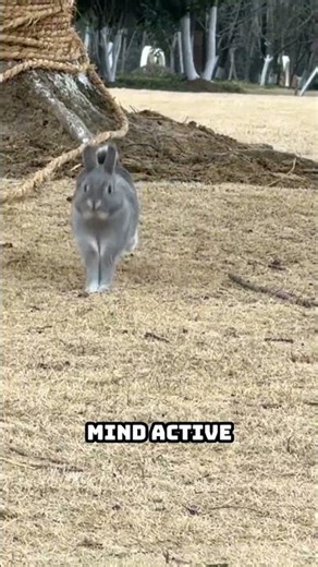 Why Rabbits Need Space to Run