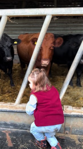 Feral farm child, Dorothy checking the cattle 🐄 🐮 #farmlife #farmkid #backbritishfarming #countryclothing #agrigirl