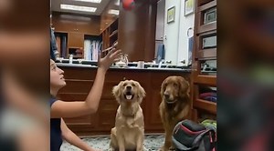 Dogs Have Absolutely Hilarious Reaction To Ball Trick