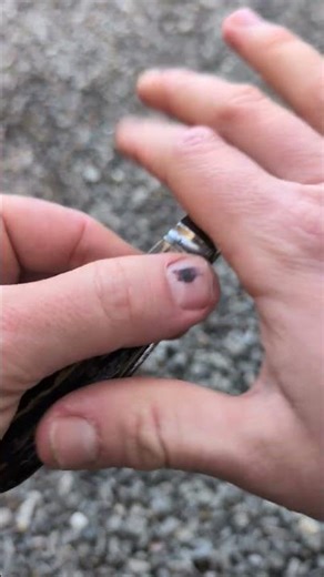 T.Ellin Vulcan stag lambsfoot pocket knife