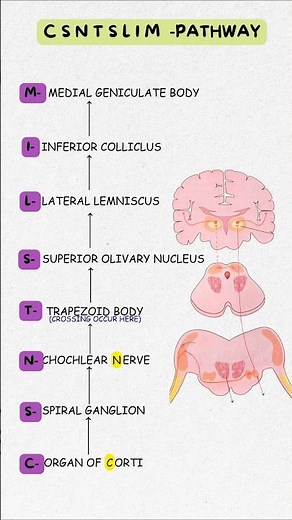 Auditory Pathway Made Easy | Best Mnemonic Trick to Remember Hearing Pathway