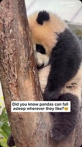 Baby pandas can sleep just about anywhere because they’re still developing and need a lot of rest—up to 20 hours a day! They’re super clumsy and not picky, so you might find them dozing off in funny positions: on rocks, in trees, or just flopped over on the ground. Their relaxed nature and low-energy lifestyle make it easy for them to nap wherever they feel safe and cozy. Credit unknown Please DM us for credit #animals #cuteanimals #animallovers #panda #pandalovers #cutepanda #babypanda #cutebab