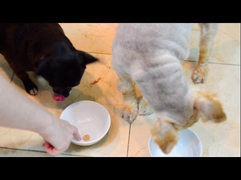 DIY pill pocket dog cat home made dog treat