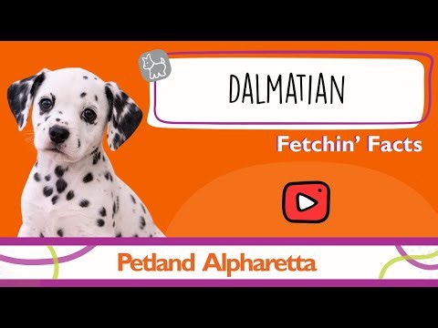 Puppy Alert! Dalmatian Facts That Will Melt Your Heart
