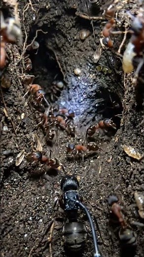 Ant's Eye View: Inside a Real Ant Nest Like You've Never Seen Before