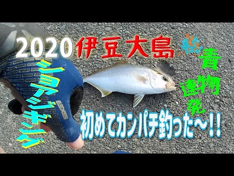 【2020伊豆大島】ショアジギングでカンパチ連発！！堤防から手軽に、初心者でも青物に挑める釣りパラダイス～！