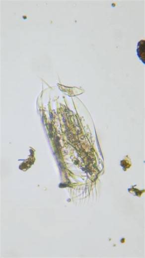 1 DROP = THEY EXPLODE?! #science #microscope
