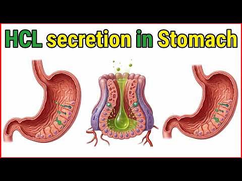 Hydrochloric acid secretion by Parietal cells in stomach - Physiology Animations