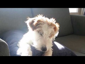 Funny Jack Russell Terrier Compilation