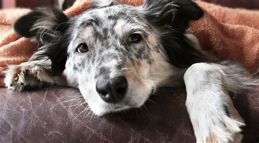 Bultos en perros: qué significan y cómo actuar