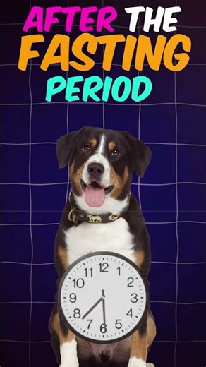 How to Stop Yellow Vomiting in Dog?