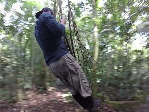 Swinging on jungle vines