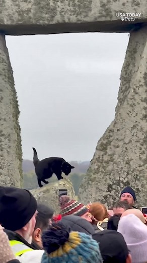 2.3M views · 61K reactions | Talk about omens! An adorable black cat stole the show at Stonehenge's winter solstice celebration! | USA TODAY | Facebook