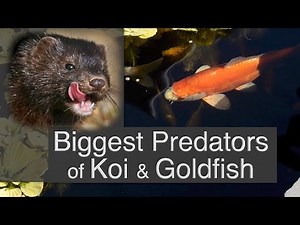 Biggest Predators of Koi & Goldfish