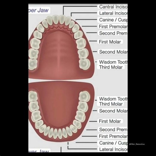Adult teeth | human anatomy | physiology | anatomy #diet #health #doctor #education #reels #shorts
