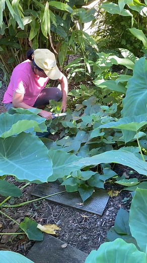 1.1M views · 26K reactions | Sweet potato greens are the edible leaves of the sweet potato vine #vegetables #homegrown #sweetpotato | Growwithnith | Facebook