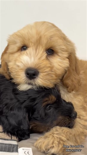 #cockapoo #cockapoopuppy #puppy ✨😍❤️