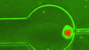 Biologists Turn Bacteria Into 'Swarmbots'