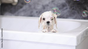 Cute wet white Maltese dog is bathing in the bathroom. Puppy in a beauty salon for dogs on grooming procedures.